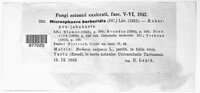Erysiphe berberidis image